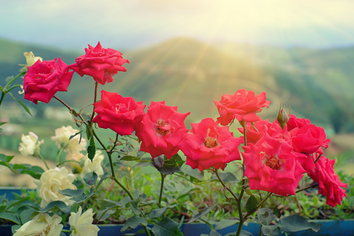 Red roses and nature view