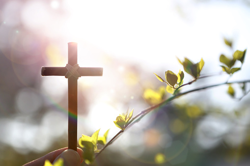 Background with yellow forsythia flowers and buds and the holy cross of Jesus Christ in hand on a warm spring day with strong sunlight