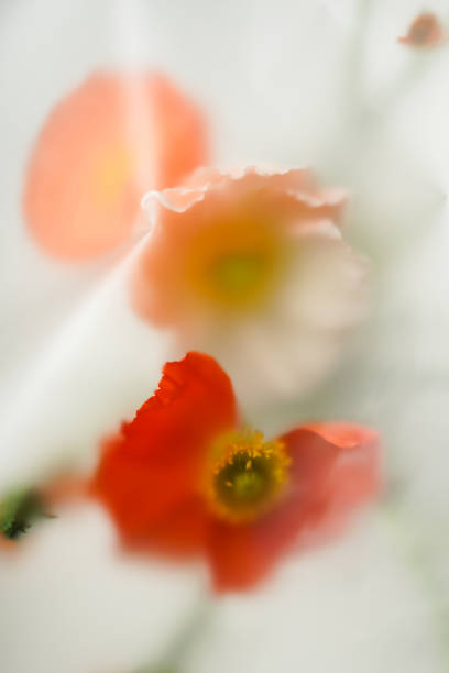istock Papaver of light colors on a light background in a soft blur filter. 1982121904