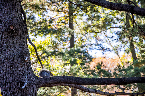 Squirrel in a Tree in Central Park, New York City