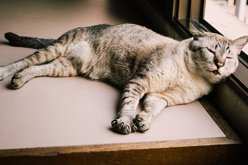 lazy gray cat