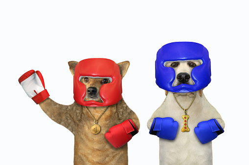 Two dogs boxers in boxing uniform are training. White background. Isolated.