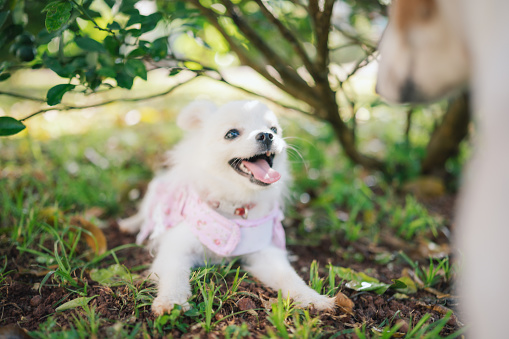 Adorable white Pomeranian puppy spitz  dog relaxing outside on summer