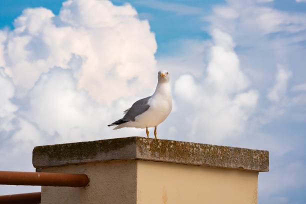 istock Seagull standing on seaside in Southern Italy in summer 1982141228