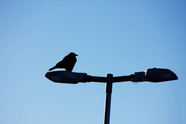 istock A dark bird sitting with attitude on a street lamp with a blue sky behind it 1982146553