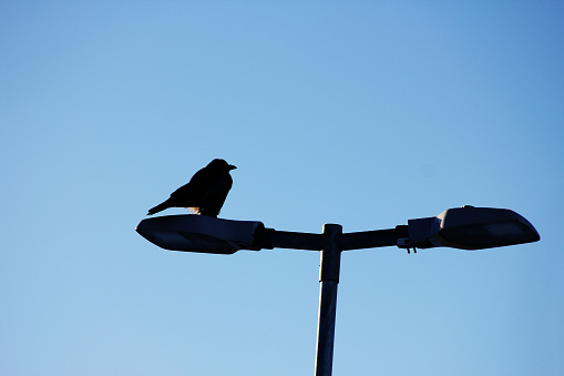 A dark bird sitting with attitude on a street lamp with a blue sky behind it