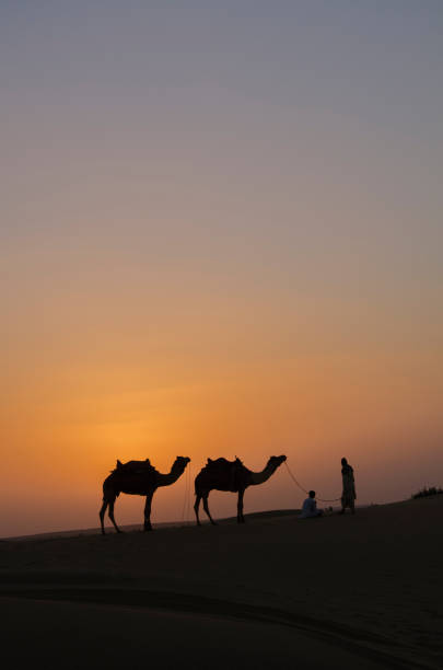 istock Silhouette of camels during sunset at Sam Sand dunes 1982160304