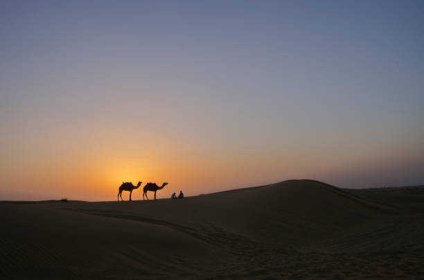 istock Silhouette of camels during sunset at Sam Sand dunes 1982163455
