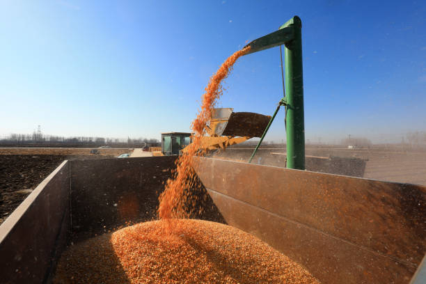 istock The thresher is working on the farm, North China 1982179997