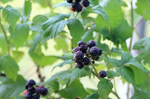 Detail of bush branch with ripening raspberries called Black Jewel, natural background.