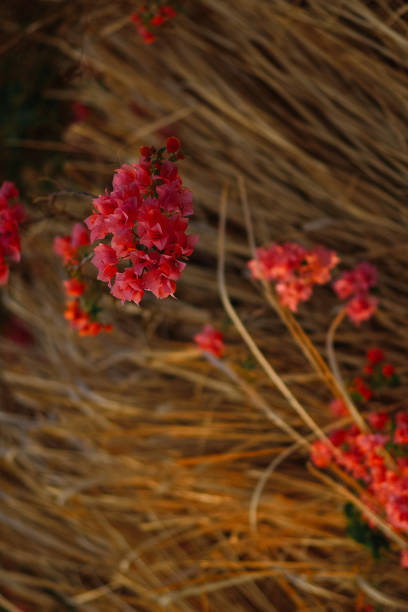 nature in asian garden
