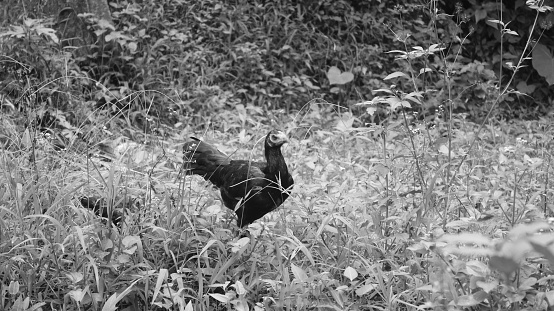 image of chickens in the garden