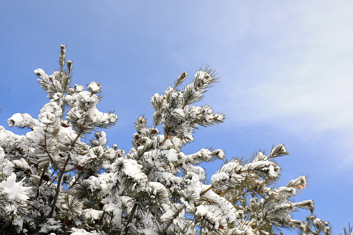 Snow covered pine trees, North China