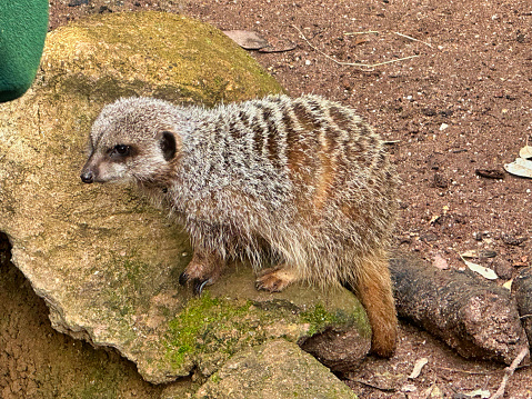 A photograph of a meerkat standing on a rock.