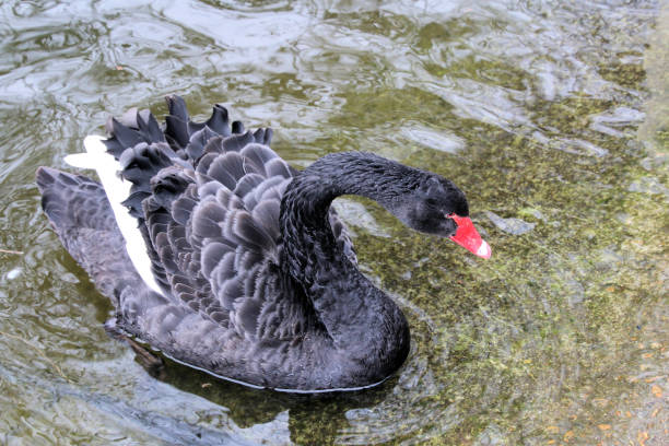 A close up of a Black Swan in the water