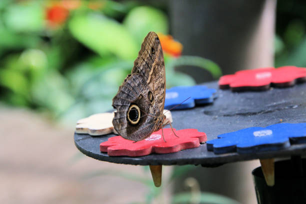 A close up of a Butterfly on a leaf