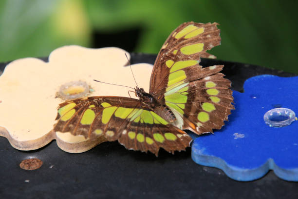 A close up of a Butterfly on a leaf