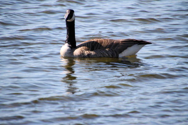istock A close up of a Canada Goose 1982238365