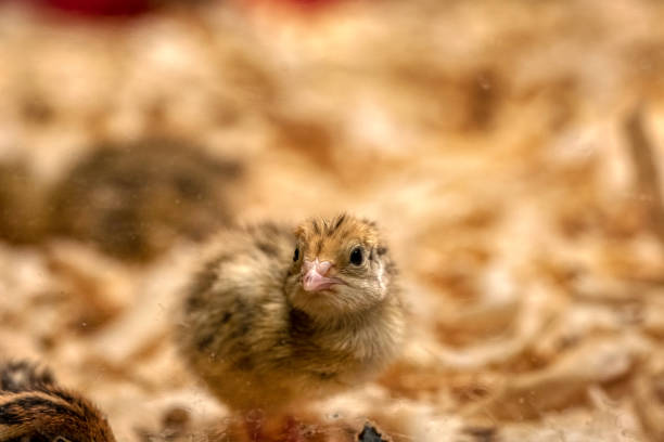 Bobwhite Quail chick (Colinus Virginianus). - Photo