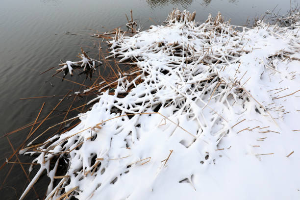 istock Weeds near the water are covered with snow, North China 1982255223