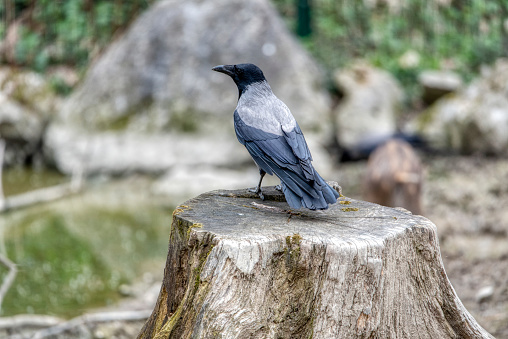 Carrion crow perching on a rock.