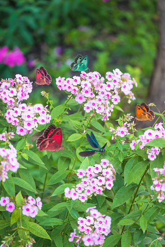 Blooming summer garden with butterflies and dragonfly flying around blooming phlox flowers in a summer garden