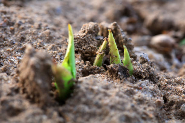 Plants sprout out of the soil