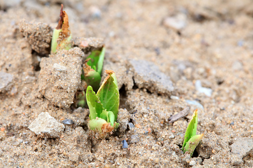 Plants sprout out of the soil