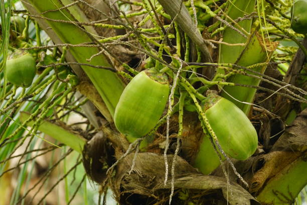 istock Close-up of coconut on tree 1982290492