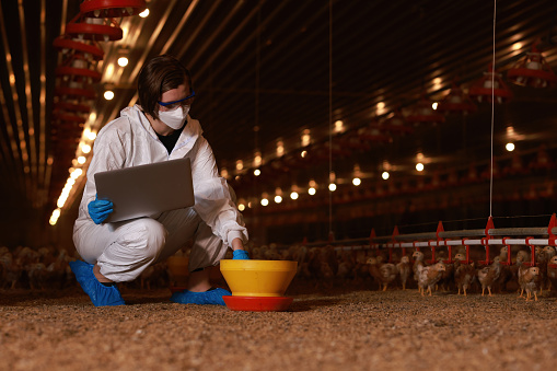 A female veterinarian working in a poultry chicken farm with a laptop for checking the quality of the food to feed chicken