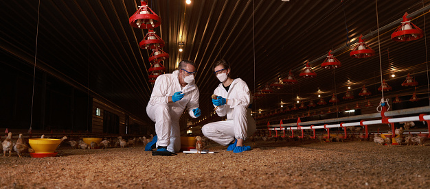 Livestock or Poultry, male and female veterinarians wearing PPE work inspect in Chicken farm