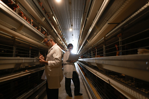 Two veterinarians in facial masks and white coats examining chickens in the hen house Examining Chick In Farm With Protective Clothing.