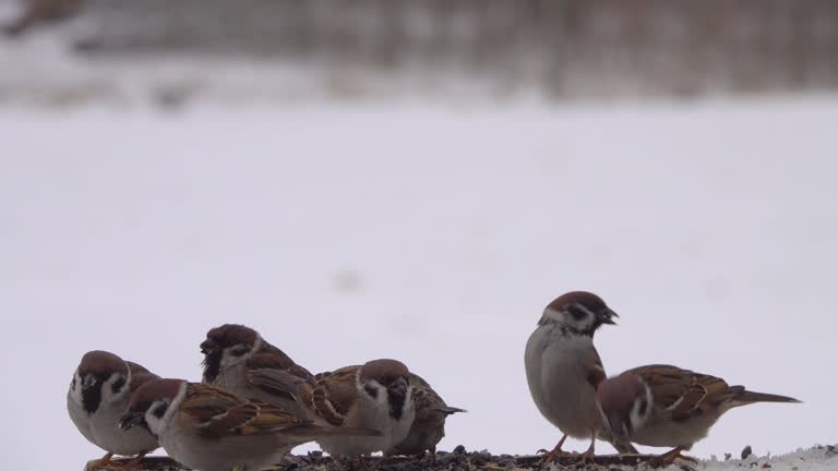 One group of birds of sparrows eat from the feeder.