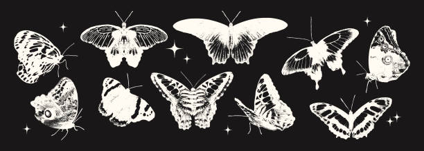 Butterflies photocopy effect negative elements set vector illustration Various butterflies photocopy effect negative elements set with grunge stippling grain messy texture. Trendy spring and summer y2k aesthetic vector illustration isolated on black background negative image technique stock illustrations