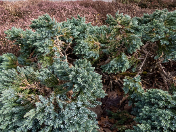 istock Dwarf evergreen shrub  - Flaky juniper or singleseed juniper (juniperus squamata )'Blue star' with dense, sparkling silver-blue foliage growing in a rock garden in the spring 1982300041