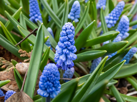 Group of lovely, compact china-blue grape hyacinths (Muscari azureum) with long, bell-shaped flowers and green leaves flowering in early spring