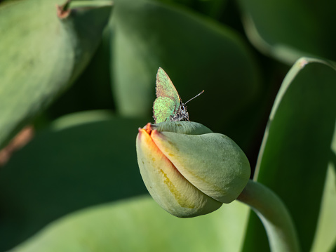 Macro of the green hairstreak (Callophrys rubi) sitting on a closed tulip bud with closed wings with visible iridescent green colour of the undersides in garden