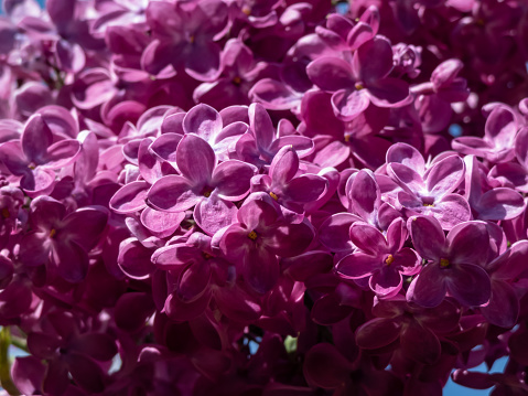 Common Lilac (Syringa vulgaris) 'Poltava' blooming with single flowers in beautiful shades of violet to lilac in panicles in spring. Floral scenery