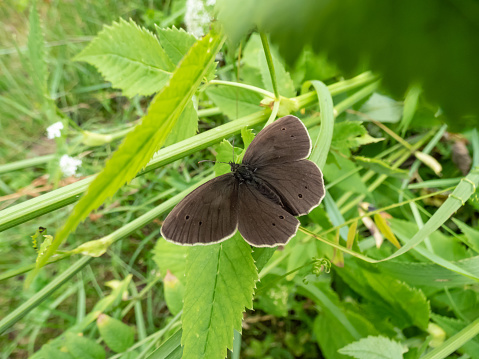 Close-up shot of the ringlet (Aphantopus hyperantus) in summer. Medium-sized butterfly, upper and lower sides are brown with small, yellowish eyespots