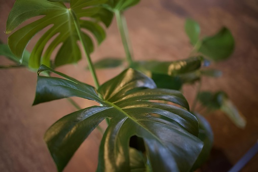 A green plant put in the house on the blurry background