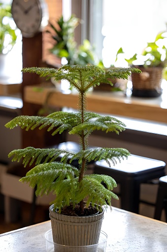 A young sapling gracefully adorns the table, positioned near the window