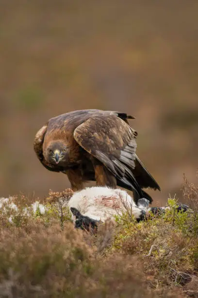 Golden eagle; Aquila chrysaetos. scavenging dead lamb