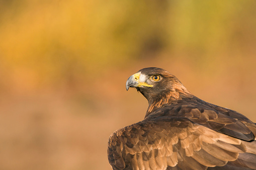 Golden eagle; Aquila chrysaetos, close up of head and neck
