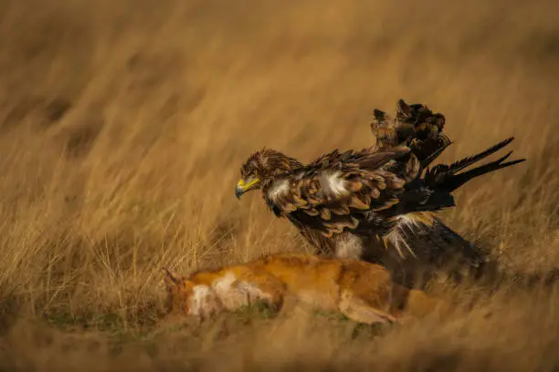 Steppe Eagle, Aquila nipalensis, scavenging fox carcass