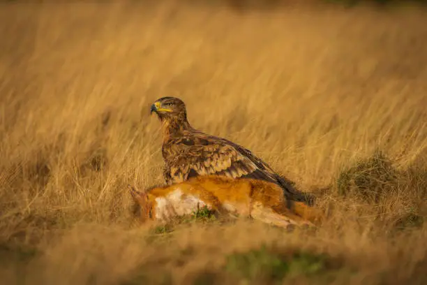 Steppe Eagle, Aquila nipalensis, scavenging fox carcass