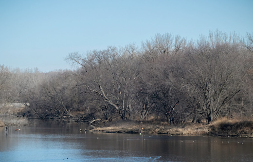 Multiple American bald eagles on Mississippi River in Minnesota. Landscape of riverbank. Birds in trees.