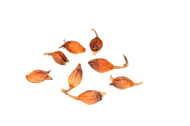 istock Wild plant seeds in white background 1982367728