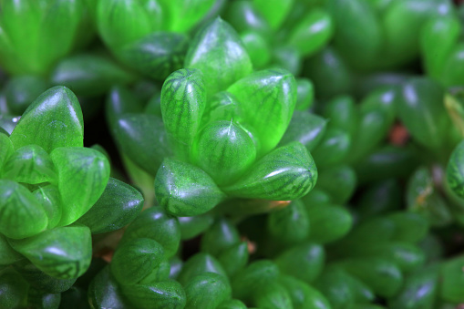 Close up of green succulent plants