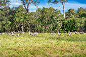 Sheeps grazing in a meadow