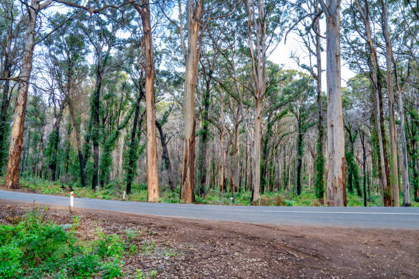 Boranup Forest trees on a cloudy day, Western Australia.